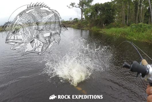 rock expeditions papuan black bass eats barramundi video cover